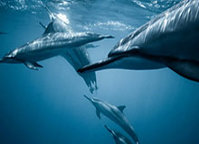 队员坦言确实很累 看别人脸色的恒大唯有默默等待